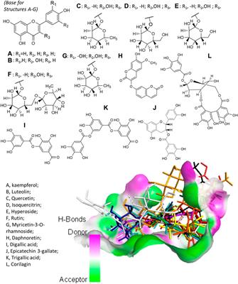 Phytochemicals of Euphorbia hirta L. and Their Inhibitory Potential Against SARS-CoV-2 Main Protease